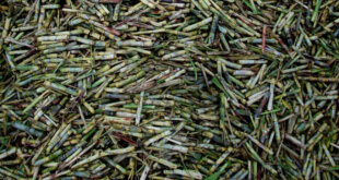 Zafra azucarera Cuba