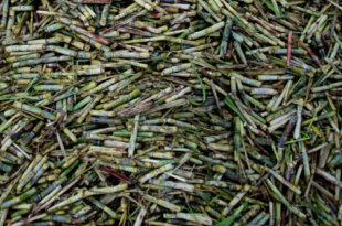 Zafra azucarera Cuba