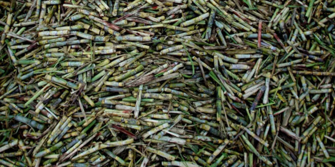 Zafra azucarera Cuba