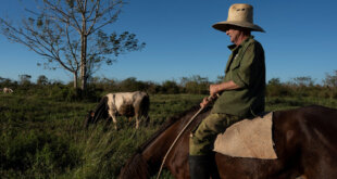 Campesinos