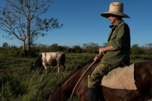 Campesinos