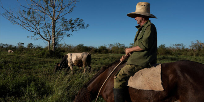 Campesinos